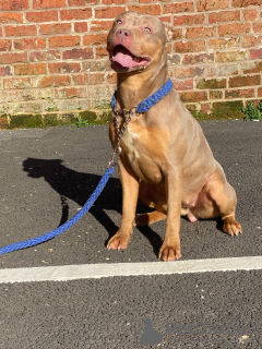 Photo №3. Bully américain xl. La Grande-Bretagne