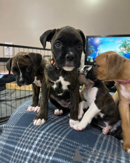 Photo №3. Boxer Valper Doe Adopsjon. Norvège