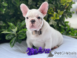 Photos supplémentaires: Magnifiques chiots bouledogue français à vendre mâle et femelle