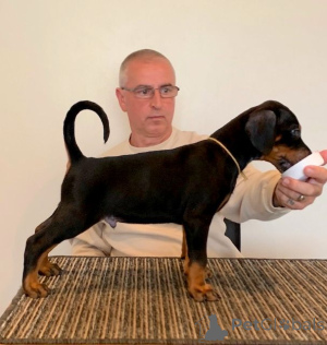 Photo №3. Chiots de teckel mignons. USA