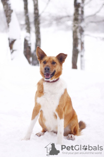 Photo №2 de l'annonce № 90656 de la vente chien bâtard - acheter à Fédération de Russie de l'abri