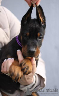 Photos supplémentaires: Chiots Dobermann