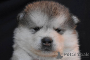 Photo №3. Chiots Malamute d'Alaska. Serbie