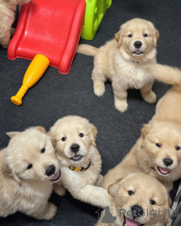 Photo №1. golden retriever - à vendre en ville de Espoo | 350€ | Annonce №174483