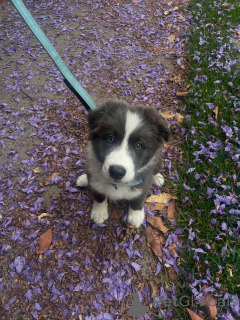 Photo №3. Adorable chiot Border Collie bleu merle intelligent, joueur et prêt pour. République Tchèque