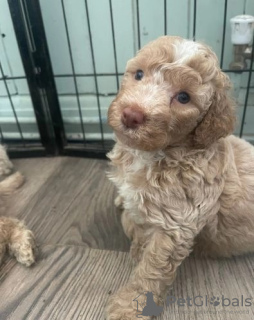 Photo №2 de l'annonce № 76213 de la vente golden retriever - acheter à USA annonce privée