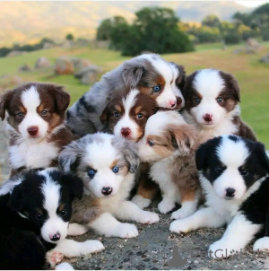 Photo №1. berger australien - à vendre en ville de Paris | 750€ | Annonce №161358