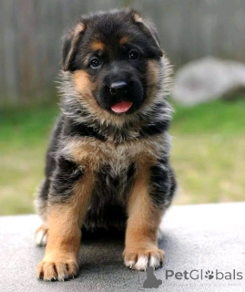 Photo №1. berger allemand - à vendre en ville de Флорида Сити | 1063€ | Annonce №138960