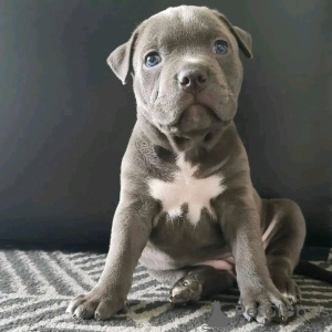 Photo №2 de l'annonce № 138996 de la vente american pit bull terrier - acheter à USA éleveur