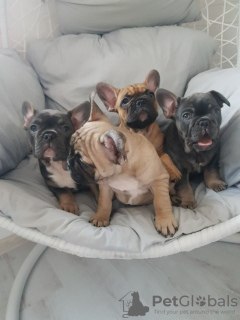 Photo №1. bouledogue - à vendre en ville de Munich | 450€ | Annonce №118115