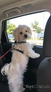 Photo №2 de l'annonce № 166002 de la vente bichon maltais - acheter à Swaziland 