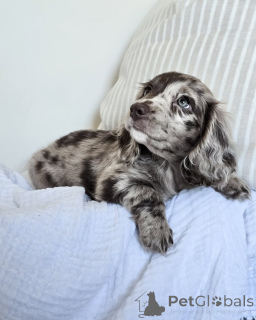 Photo №2 de l'annonce № 152208 de la vente chien bâtard - acheter à Allemagne annonce privée, éleveur