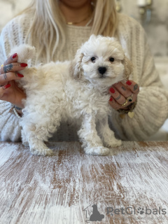 Photo №3. Jouet caniche FCI - garçon. Pologne