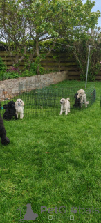 Photo №3. Caniche Standard Belles filles, excellent pedigree, enregistré KC, micropucé et. USA