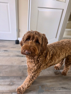Photo №2 de l'annonce № 157669 de la vente labradoodle - acheter à Italie annonce privée