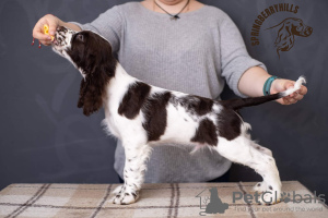 Photo №3. Chiot Épagneul Springer Anglais. Ukraine