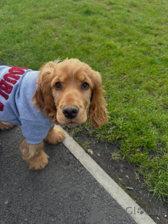Photo №2 de l'annonce № 169613 de la vente cocker spaniel anglais - acheter à Allemagne annonce privée