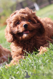 Photo №1. kavapoun - à vendre en ville de Minsk | 1400€ | Annonce №153922