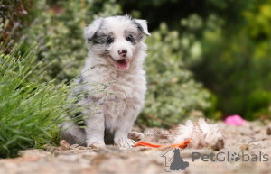 Photo №2 de l'annonce № 160306 de la vente border collie - acheter à La finlande annonce privée