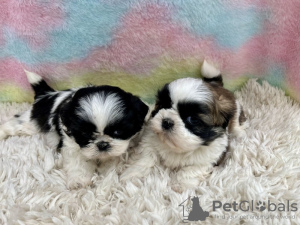 Photo №4. Je vais vendre shih tzu en ville de Los Angeles. annonce privée - prix - 237€