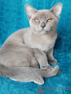 Photo №4. Je vais vendre burmese en ville de Krasnodar. éleveur - prix - 862€