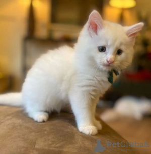 Photo №2 de l'annonce № 32655 de la vente maine coon - acheter à Allemagne annonce privée