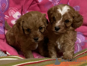 Photo №1. chien bâtard - à vendre en ville de Bremen | négocié | Annonce №132337