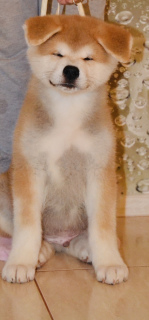 Photo №1. akita (chien) - à vendre en ville de Stavropol | Négocié | Annonce №4369