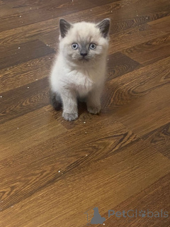 Photo №4. Je vais vendre british longhair en ville de Braunschweig. annonce privée - prix - 380€