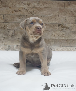 Photo №2 de l'annonce № 155448 de la vente american pit bull terrier - acheter à Serbie 