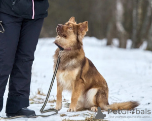 Photo №4. Je vais vendre  en ville de Москва. annonce privée - prix - Gratuit