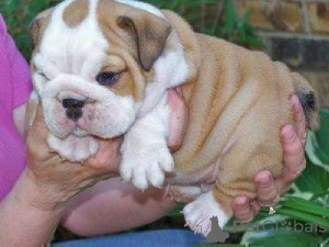 Photo №1. bulldog anglais - à vendre en ville de Kaunas | négocié | Annonce №175926
