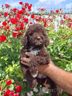 Photo №4. Je vais vendre chien d'eau romagnol en ville de Nouveau jardin. éleveur - prix - négocié