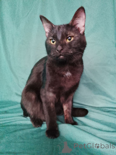 Photo №2 de l'annonce № 161656 de la vente  - acheter à Fédération de Russie 