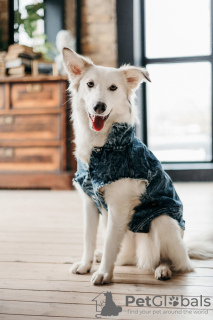 Photo №1. chien bâtard - à vendre en ville de Москва | Gratuit | Annonce №97641