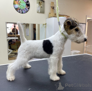 Photo №2 de l'annonce № 152370 de la vente chien bâtard - acheter à USA éleveur