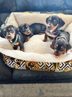 Photo №3. Chiots Teckel. République Tchèque