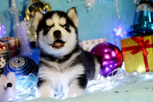 Photo №4. Je vais vendre husky de sibérie en ville de . éleveur - prix - Négocié