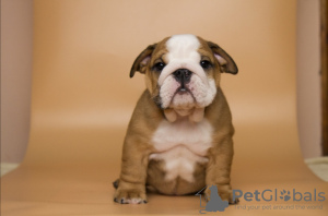 Photo №2 de l'annonce № 31242 de la vente bulldog anglais - acheter à Ukraine annonce privée