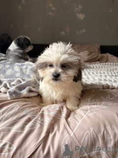 Photo №2 de l'annonce № 175101 de la vente shih tzu - acheter à Allemagne 