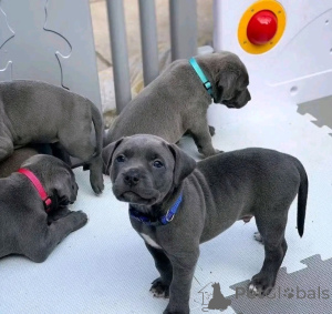 Photo №2 de l'annonce № 156760 de la vente cane corso - acheter à Allemagne 