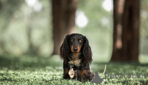 Photos supplémentaires: Chiots teckels à adopter et à accueillir