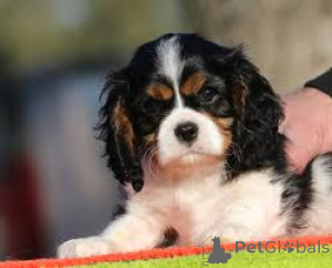 Photo №3. Myytävät cavalierkingcharlesinspanielin pentuja. La finlande