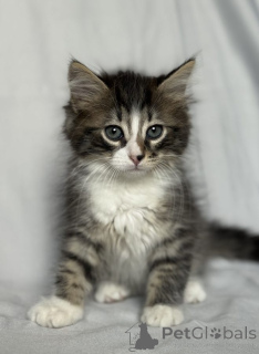 Photo №1.  - à vendre en ville de Москва | Gratuit | Annonce № 142152