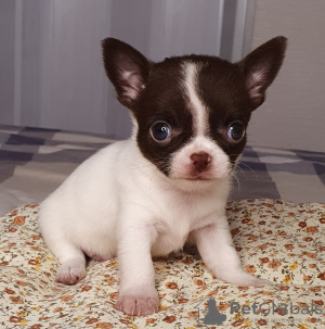 Photos supplémentaires: Garçon de chocolat Chihuahua
