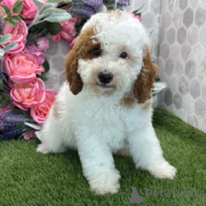 Photo №4. Je vais vendre caniche (jouet) en ville de Munich. annonce privée - prix - 700€