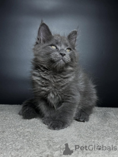 Photo №3. Rencontrez Léo notre majestueux petit lion au cœur plein d'amour. Fort, loyal et. Allemagne