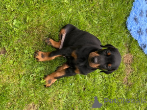 Photo №4. Je vais vendre dobermann en ville de Los Angeles. annonce privée, éleveur - prix - 850€