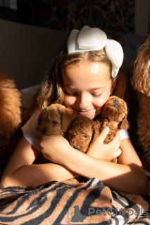 Photos supplémentaires: Chiots caniche nain ROUGE à vendre