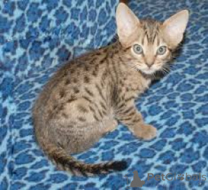 Photo №3. Chatons Ocicat disponibles à la vente.. Belgique